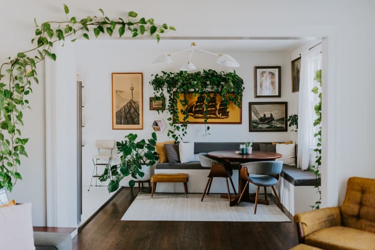 Hanging plants on sale above dining table